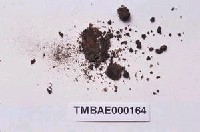 藏品(錫蘭鳳尾苔)的圖片